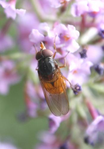 Rhingia rostrata